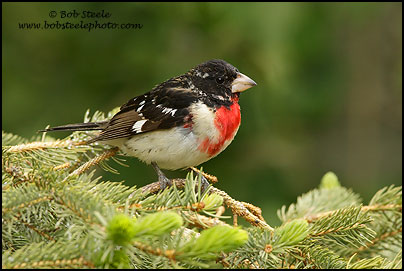 Rose-breasted Grosbeak (Pheucticus ludovicianus)