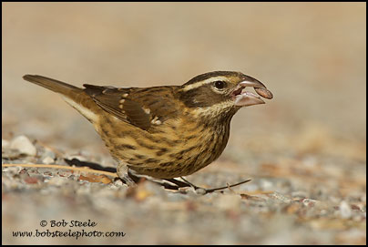 Rose-breasted Grosbeak (Pheucticus ludovicianus)