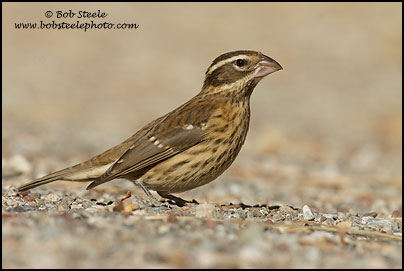 Rose-breasted Grosbeak (Pheucticus ludovicianus)