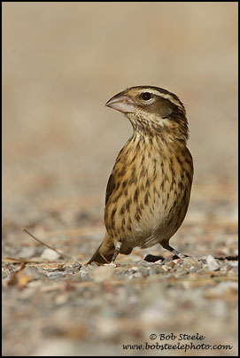 Rose-breasted Grosbeak (Pheucticus ludovicianus)