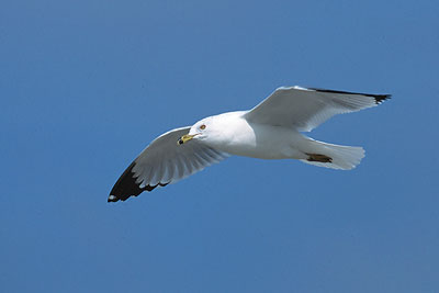 Ring-billed Gull (Larus delawarensis)