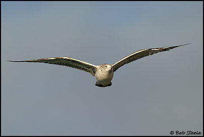 Ring-billed Gull (Larus delawarensis)