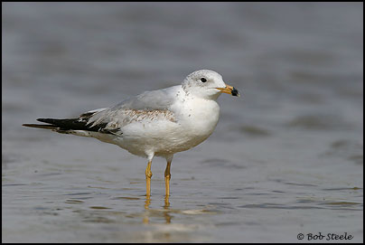 Ring-billed Gull (Larus delawarensis)