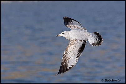 Ring-billed Gull (Larus delawarensis)