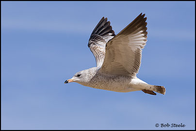 Ring-billed Gull (Larus delawarensis)