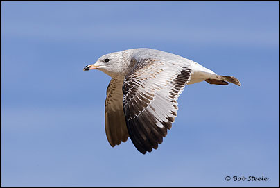 Ring-billed Gull (Larus delawarensis)