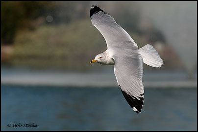 Ring-billed Gull (Larus delawarensis)