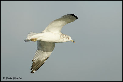 Ring-billed Gull (Larus delawarensis)