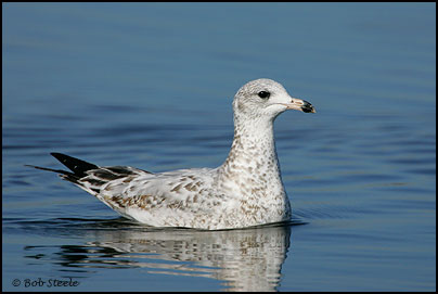 Ring-billed Gull (Larus delawarensis)