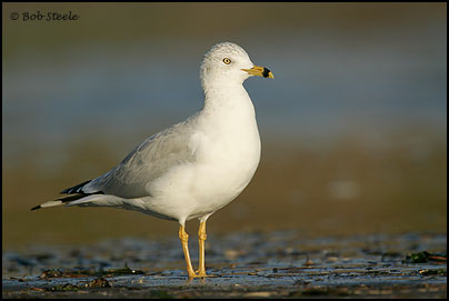 Ring-billed Gull (Larus delawarensis)