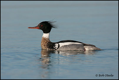 Red-breasted Merganser (Mergus serrator)