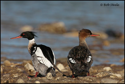 Red-breasted Merganser (Mergus serrator)