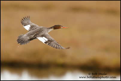 Red-breasted Merganser (Mergus serrator)
