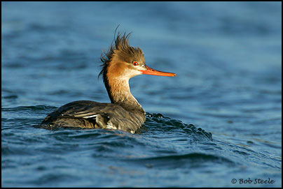 Red-breasted Merganser (Mergus serrator)