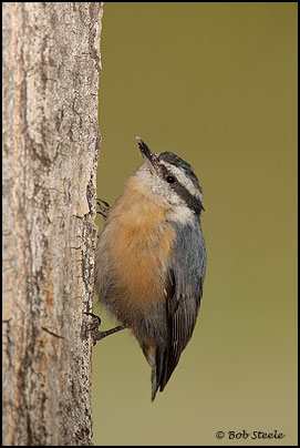 Red-breasted Nuthatch (Sitta canadensis)