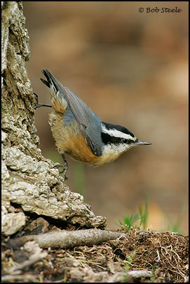 Red-breasted Nuthatch (Sitta canadensis)