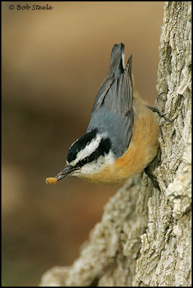 Red-breasted Nuthatch (Sitta canadensis)
