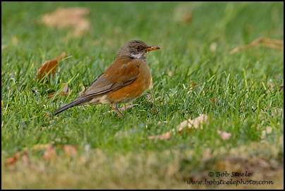 Rufous-backed Robin (Turdus rufopalliatus)
