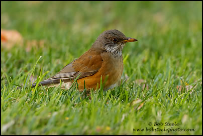 Rufous-backed Robin (Turdus rufopalliatus)