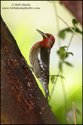 Red-breasted Sapsucker (Sphyrapicus ruber)