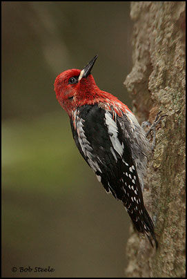 Red-breasted Sapsucker (Sphyrapicus ruber)