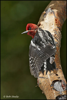 Red-breasted Sapsucker (Sphyrapicus ruber)
