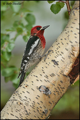 Red-breasted Sapsucker (Sphyrapicus ruber)