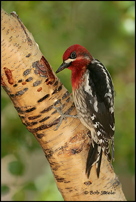 Red-breasted Sapsucker (Sphyrapicus ruber)