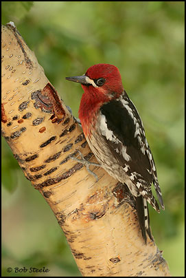 Red-breasted Sapsucker (Sphyrapicus ruber)