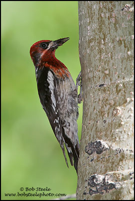 Red-breasted Sapsucker (Sphyrapicus ruber)