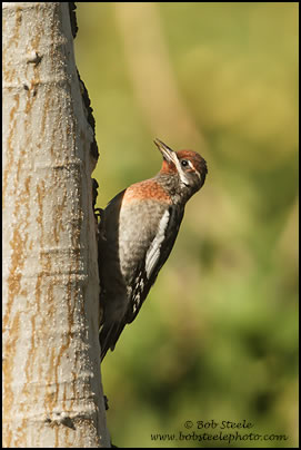 Red-breasted Sapsucker (Sphyrapicus ruber)