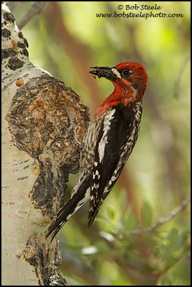 Red-breasted Sapsucker (Sphyrapicus ruber)
