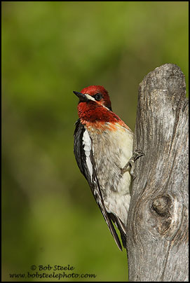 Red-breasted Sapsucker (Sphyrapicus ruber)