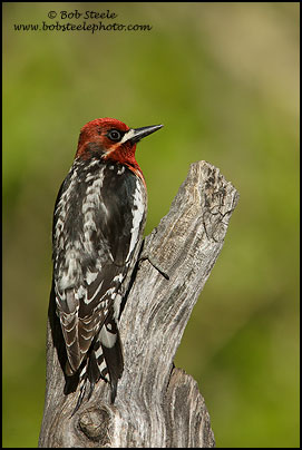 Red-breasted Sapsucker (Sphyrapicus ruber)