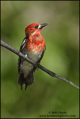 Red-breasted Sapsucker (Sphyrapicus ruber)