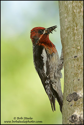 Red-breasted Sapsucker (Sphyrapicus ruber)