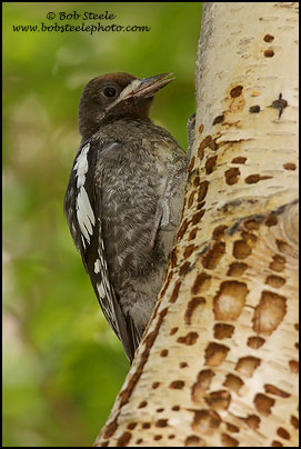 Red-breasted Sapsucker (Sphyrapicus ruber)