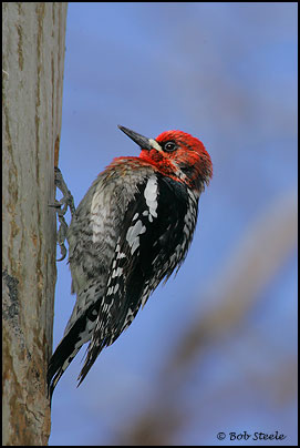 Red-breasted Sapsucker (Sphyrapicus ruber)