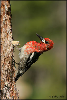 Red-breasted Sapsucker (Sphyrapicus ruber)