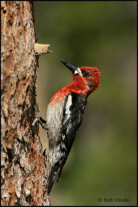 Red-breasted Sapsucker (Sphyrapicus ruber)