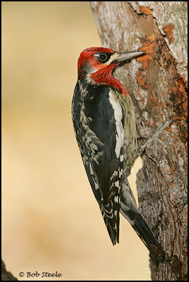 Red-breasted Sapsucker (Sphyrapicus ruber)