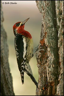 Red-breasted Sapsucker (Sphyrapicus ruber)