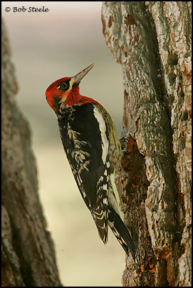 Red-breasted Sapsucker (Sphyrapicus ruber)