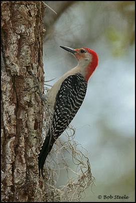 Red-bellied Woodpecker (Melanerpes carolinus)