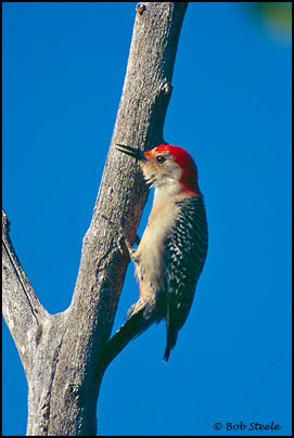 Red-bellied Woodpecker (Melanerpes carolinus)