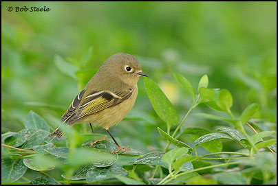 Ruby-crowned Kinglet (Regulus calendula)