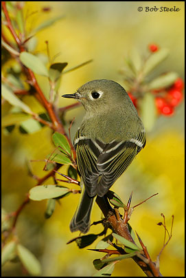 Ruby-crowned Kinglet (Regulus calendula)