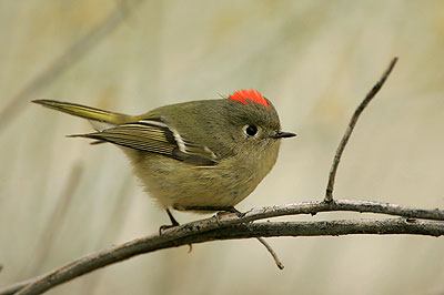 Ruby-crowned Kinglet (Regulus calendula)