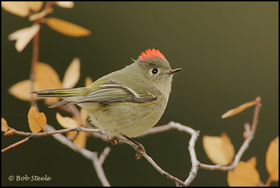 Ruby-crowned Kinglet (Regulus calendula)