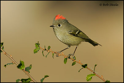 Ruby-crowned Kinglet (Regulus calendula)